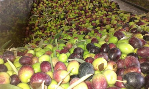 huile d'olive vierge(بكر)_ bouteille 1 L